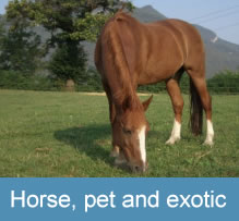 Horse, pet and exotic
